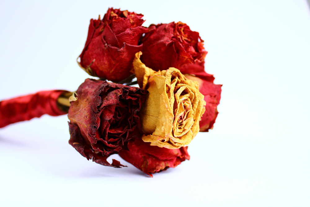 Dry Red Rose